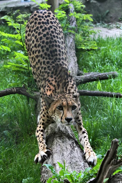 Gepard - Stock-foto