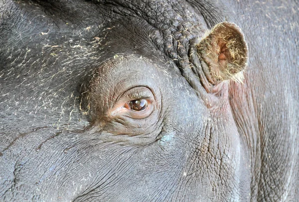 Hippopotamus eye and ear Stock Photo