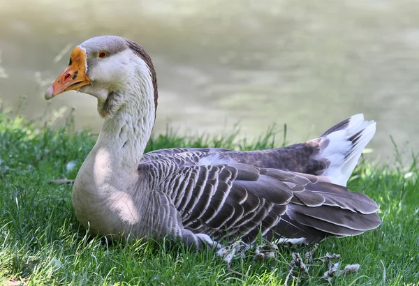 stock image Domestic goose 2