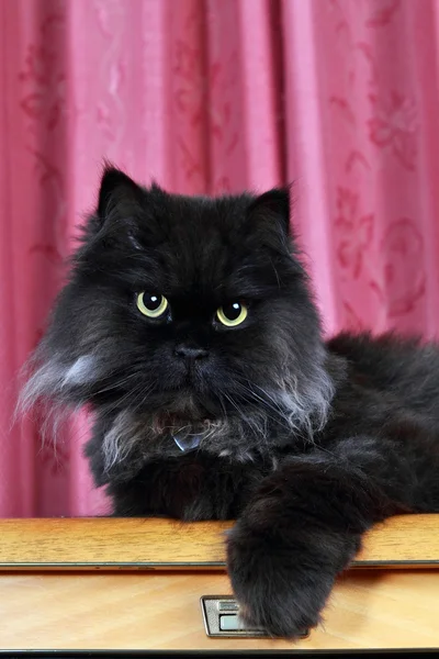 Чёрный персидский кот — стоковое фото