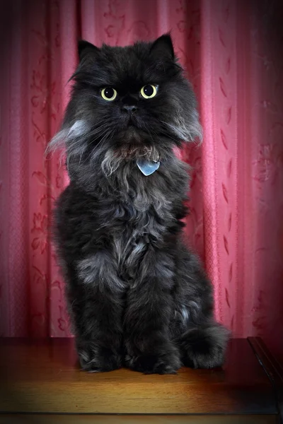 Preto persa gato posando no commode ! Fotos De Bancos De Imagens