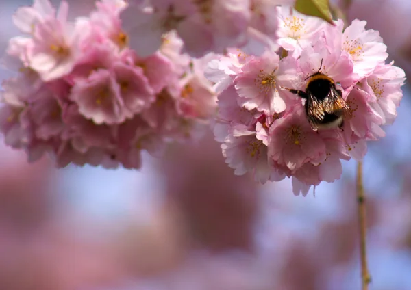 Pink bumblebee — Stock Photo, Image