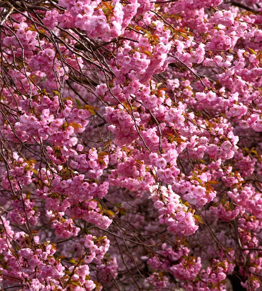 stock image Pink blossom