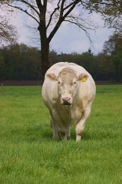 Fat white cow — Stock Photo, Image