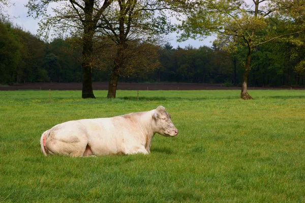 Beyaz şişman inek — Stok fotoğraf