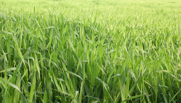 stock image Grass