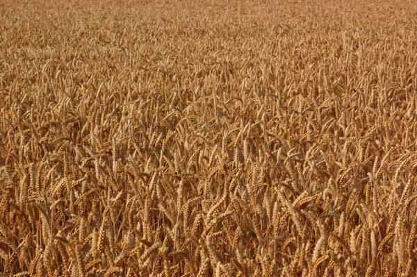 Grain field — Stock Photo, Image