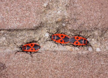 Firebug'ı bir duvar (Pyrrhocoris apterus çiftleşme)