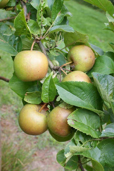 stock image Apples