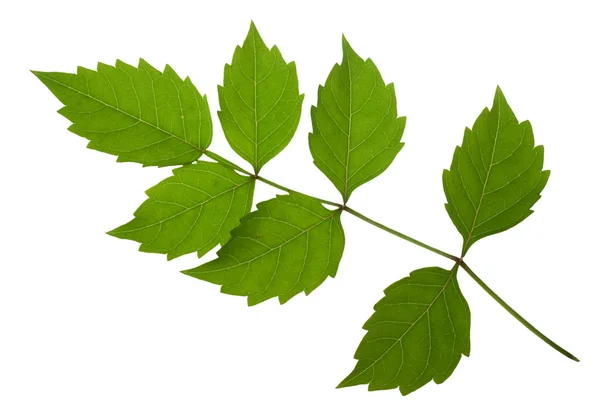 stock image Green leaves