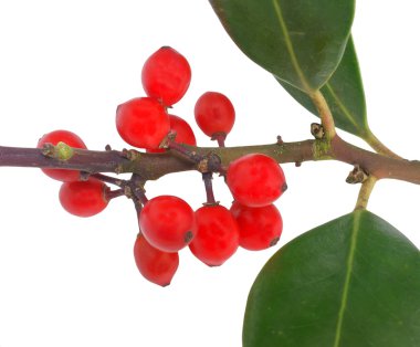 Kırmızı Avrupa holly (Ilex aquifolium)