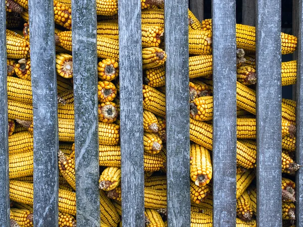 stock image Corn