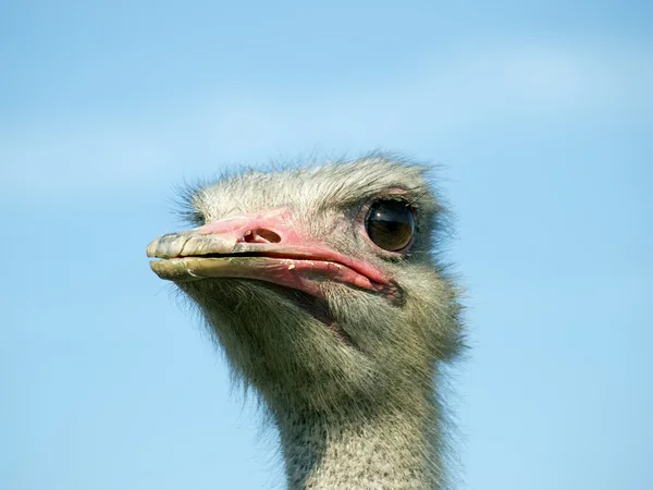 stock image Ostrich face