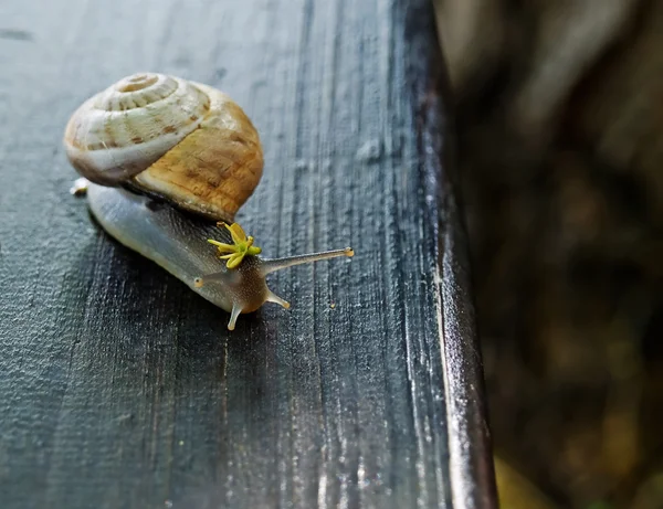 Snail king — Stock Photo, Image