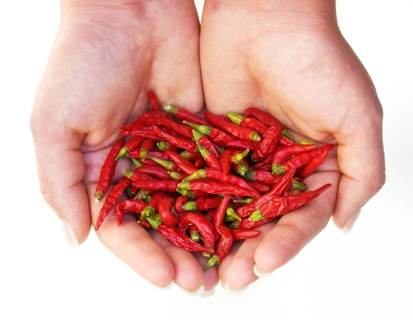 Hot chili harvest — Stock Photo, Image