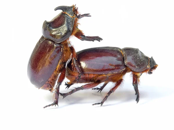 Секс с жуками — стоковое фото
