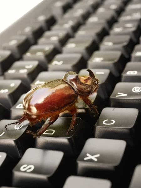 Computer bug 2 — Stock Photo, Image