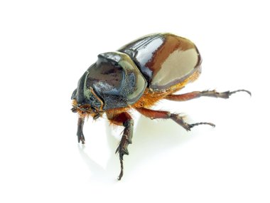 Stag beetle