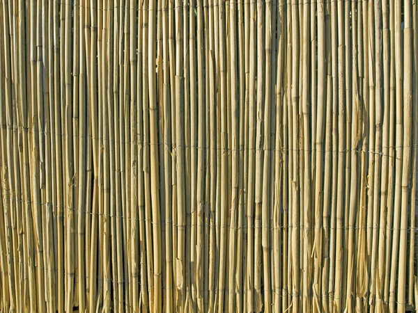 Reed sfondo — Foto Stock