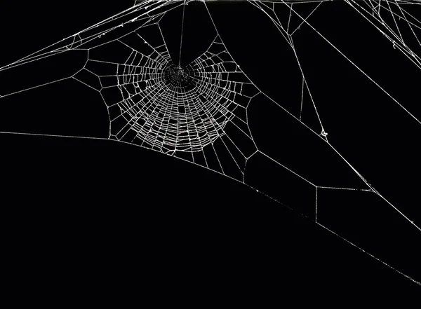 Spider's net — Stockfoto