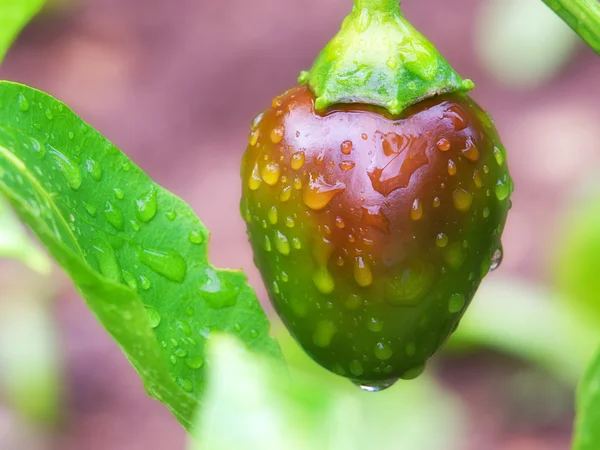 Unripe pepper — Stock Photo, Image