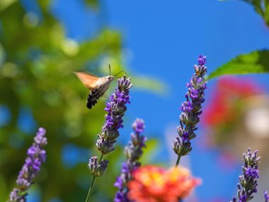 Moth feeding clipart