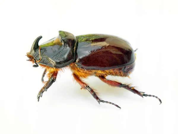 Scarab beetle — Stock Photo, Image