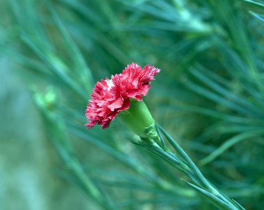 Carnation clipart