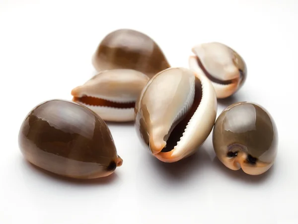 海蜗牛 — 图库照片