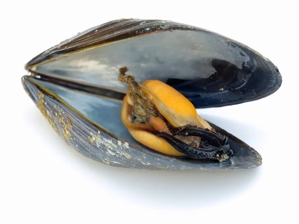 Mussel inside — Stock Photo, Image