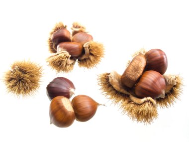 Sweet chestnuts clipart