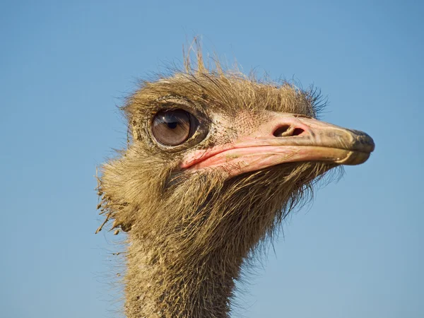 stock image Ostrich profile