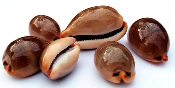 Adriatic snails — Stock Photo, Image