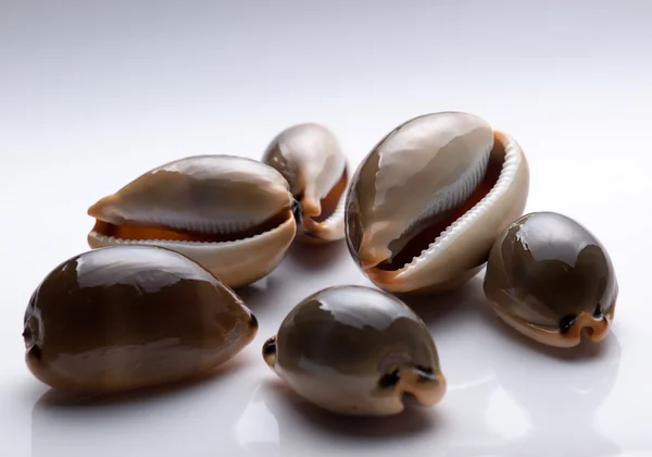 亚得里亚海蜗牛 — 图库照片