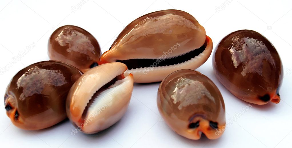 Adriatic snails
