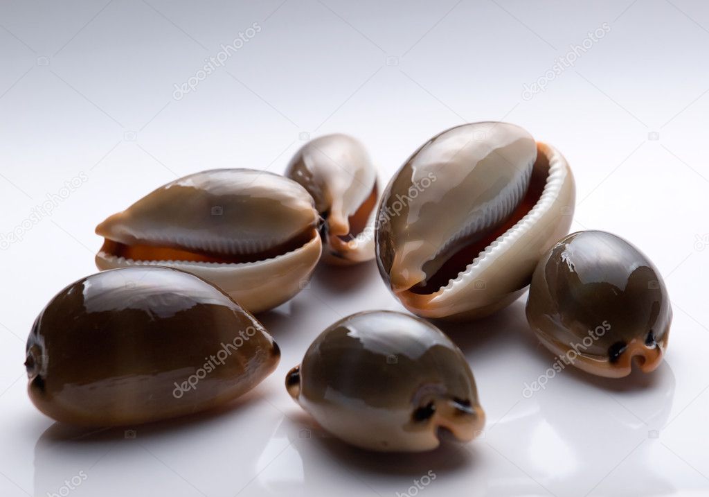 Adriatic snails