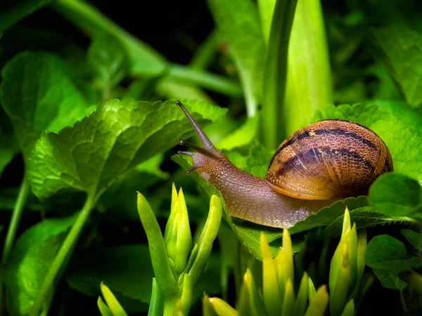 蜗牛世界 — 图库照片