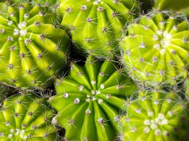 Cacti clipart