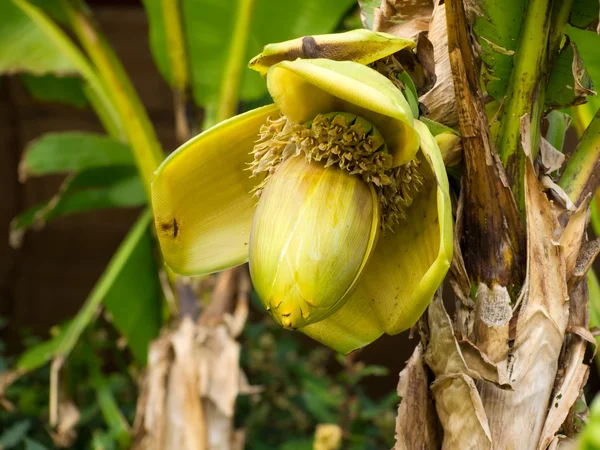 stock image Banana flower