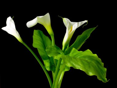 Calla lilies clipart