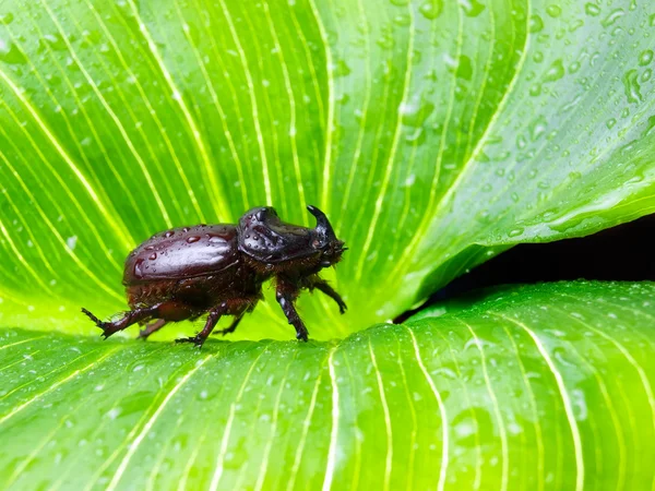 Rhino beetle — Stock Photo, Image
