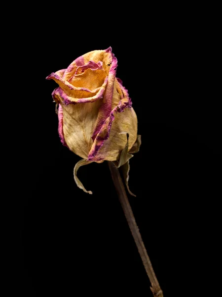 Withered rose — Stock Photo, Image