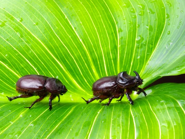 圣甲虫夫妇 — 图库照片