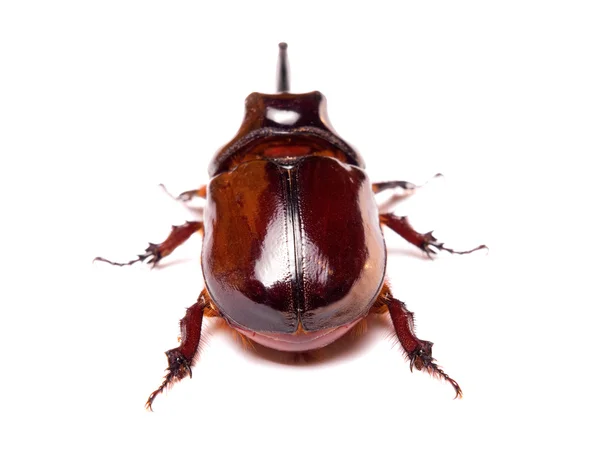 Rhinoceros beetle — Stock Photo, Image