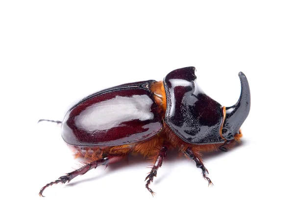 Rhino beetle — Stockfoto