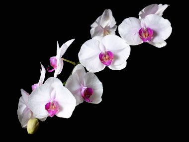 Orchid flowers clipart