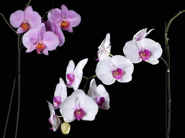 Orquídeas no escuro — Fotografia de Stock