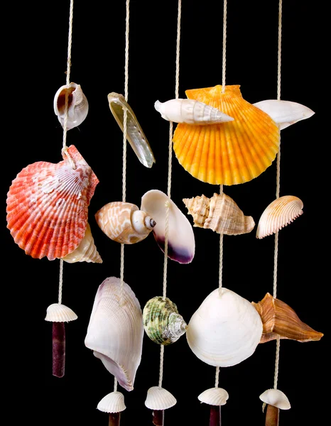 Hanging shells — Stock Photo, Image
