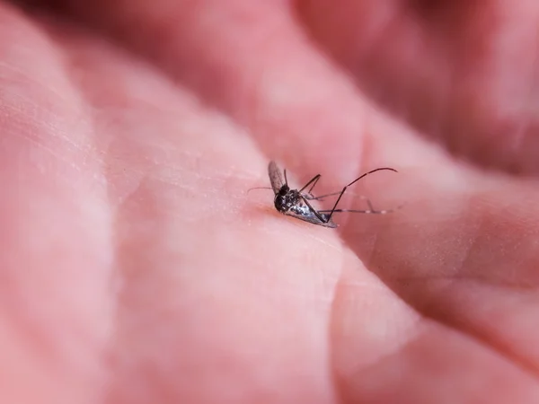 Mosquito morto — Fotografia de Stock