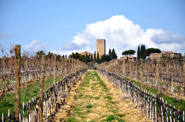 Vingård i Toscana — Stockfoto